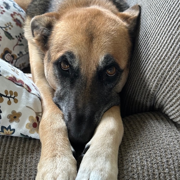 Meet your Posher, Lindsay - Picture 1 of 1